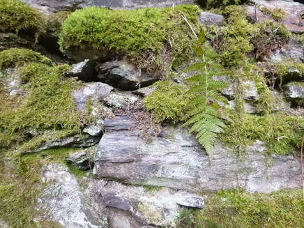 Schiefer-Trockenmauer mit Moos und Farn