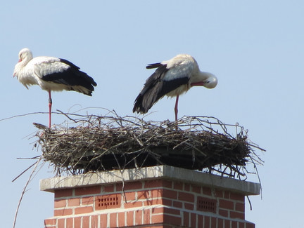 Störche Bad Rodach