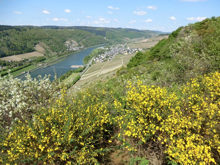 Aussicht vom Kirster Grat Richtung Enkirch