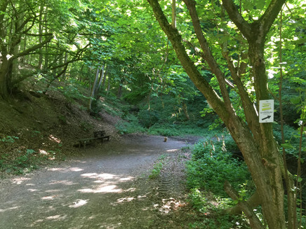 Weg von Starkenburg ins Ahringsbachtal (Bachweg) Höhe Oberes Schafseifen (Am Kasten).