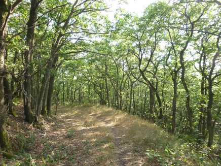 Pfad durch den Eichenwald am Karlskopf