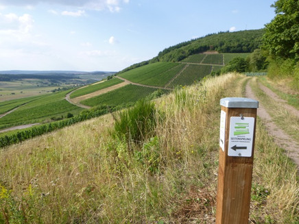 Blick in die Weinberge von Krettnach