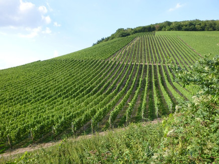 Weinbergsgeometrie unterhalb des Karlskopfes