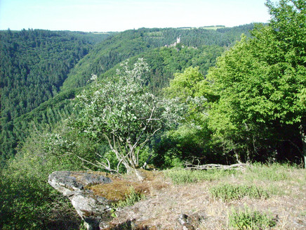 Blick von der Wakelei zur Winneburg