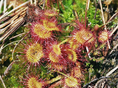 Rundblättriger Sonnentau