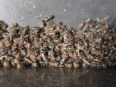 Großer Fichtenborkenkäfer