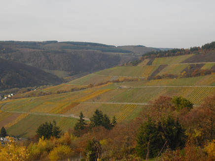 Blick auf die Weinlage Monteneubel