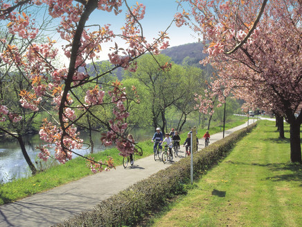 Sauer-Radweg_Radfahrer entlang der Sauer