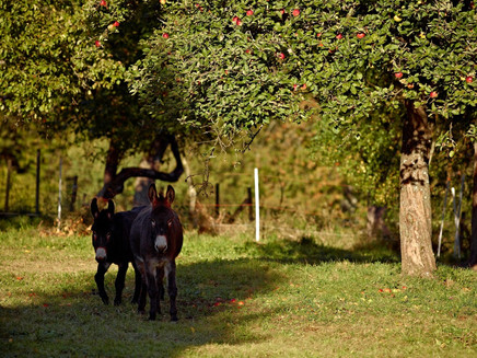 The Mosel-Hunsrück near Kleinich