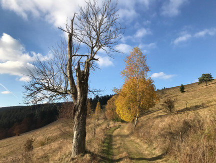 Ebereschenweg