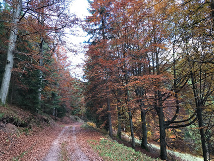 Uralte Buchen in der Mordschlucht
