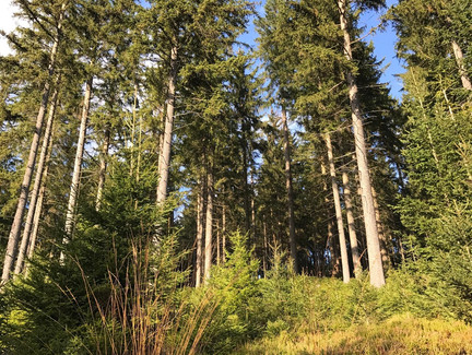 Blick in den Hochwald