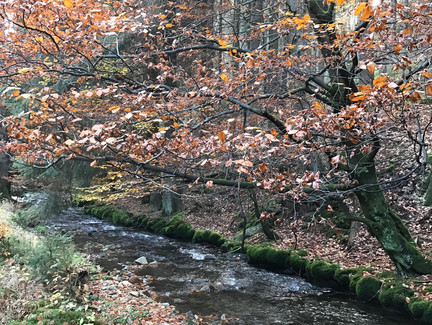 Die rauschende Steinach.