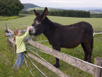 Esel machen große Freude