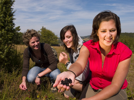 Brombeeren am Wegesrande