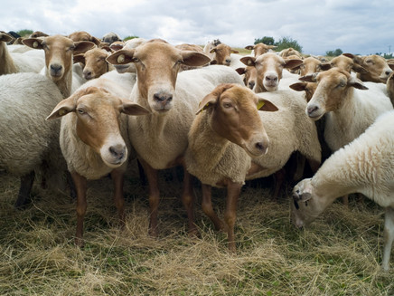 Schafe der Wacholderheiden
