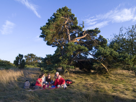 Picknick in den Wacholderheiden