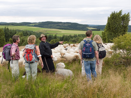Schafe in den Wacholderheiden