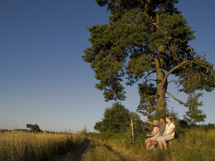 In the juniper heaths