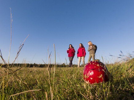 Autumn Virne-Burgweg