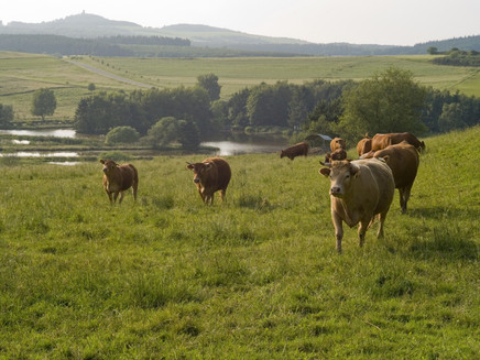 Animals along the route