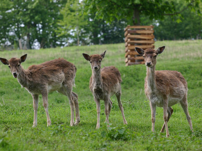 wild enclosure