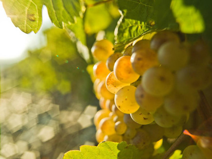 Rieslingtraube Brauneberger Juffer