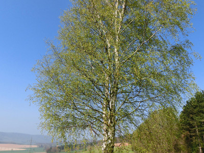 Heckenbeck rest area
