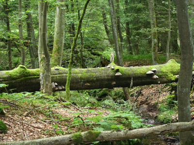Naturbelassen und Wildromantisch - das Elendstal zwischen Elend und Schierke