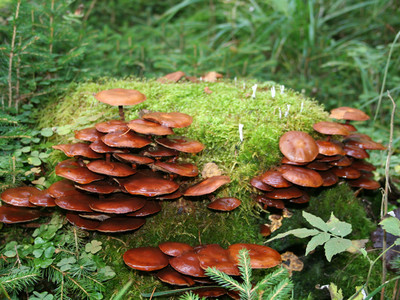 Interessante Vegetation am Wegesrand