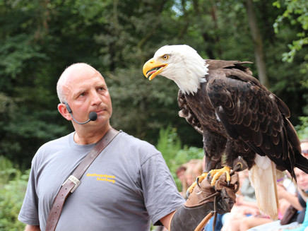 Greifvogelpark Saarburg (1)