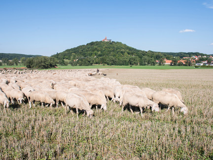 Veste Heldburg mit dem Deutschen Burgenmuseum
