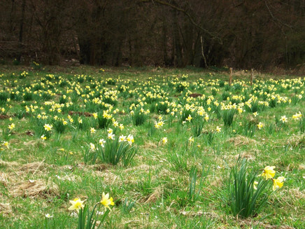 Meadow with wild daffodils