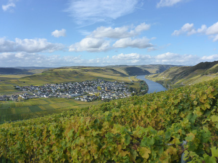 Ausblick auf Trittenheim