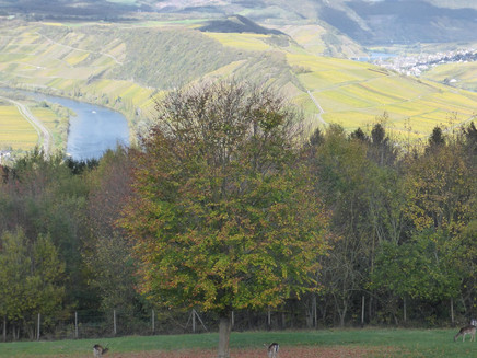 Ausblick vom Wildgehege am Ferienpark