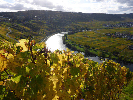 Weinberge im Herbstkleid