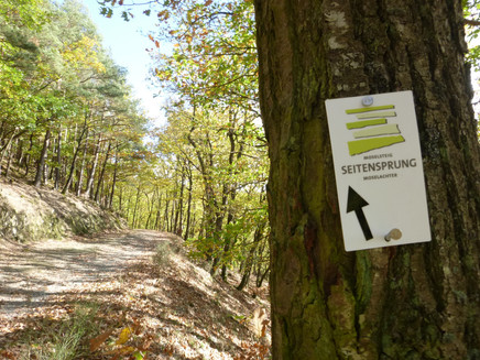 Sonnendurchfluteter Waldweg