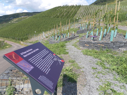 Station 4: verschiedene Reberziehungsarten