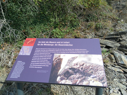 Station 7: die Mauereidechse liebt Riesling-Weinberge