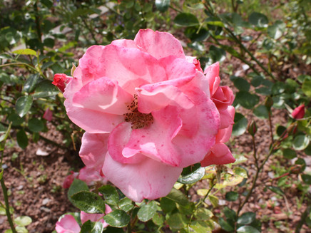 20 Rosenarten sind vertreten