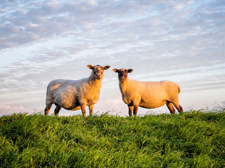 Schafe auf dem Deich