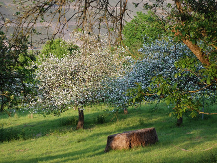 Nature conservation area in Wehlen