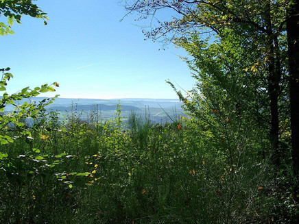 Flora and Fauna on the Kueser Plateau