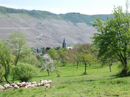 Sheeps next to Wehlen