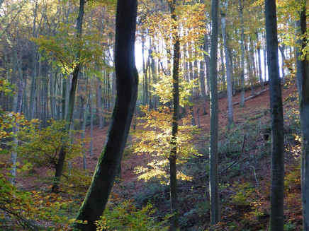 Autumn forest at Molesbach