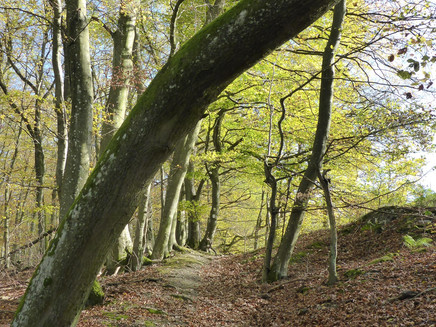Forest edge path at the Mehringer Höhe