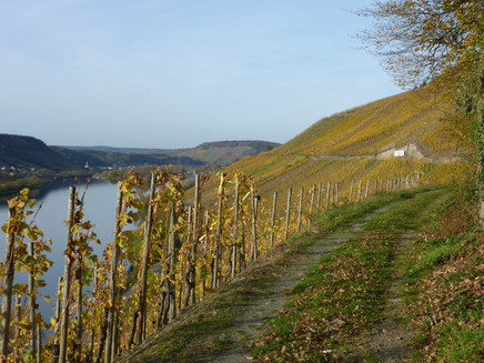 In the vineyard site Pölicher Held