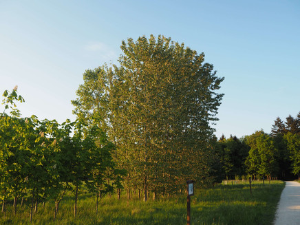 Schöner, großer Baum