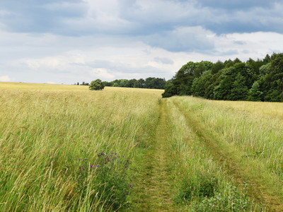 Mountain meadow above the Schornsteinberg