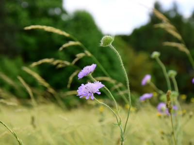 mountain meadow